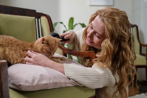 Cat being brushed gently at home